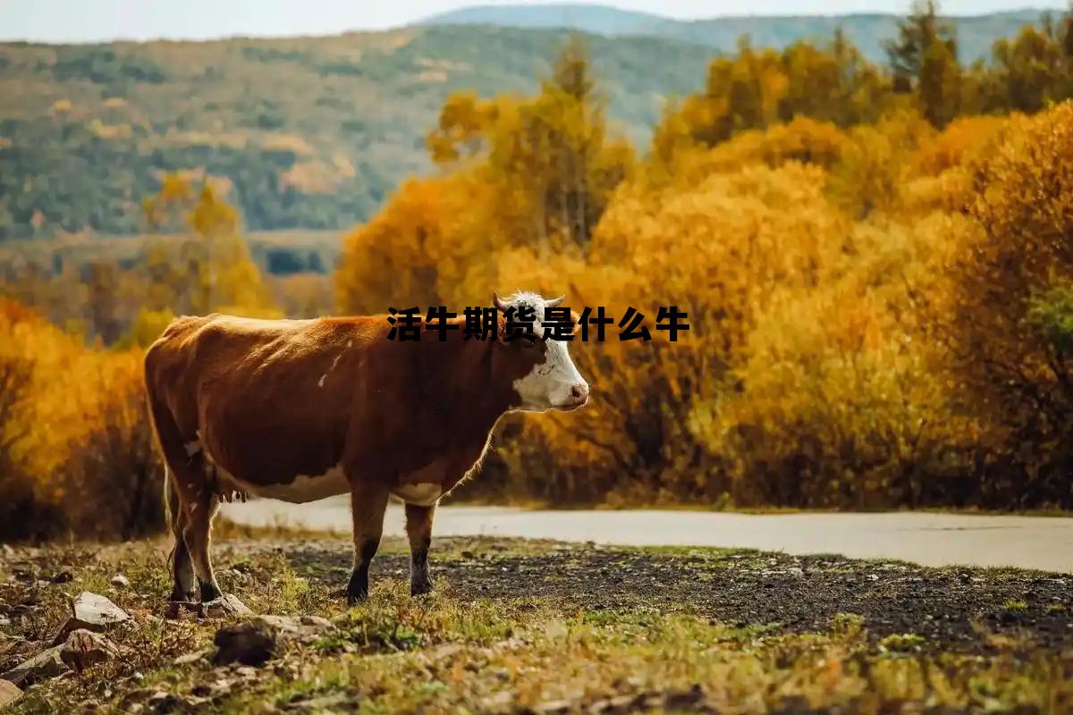 活牛期货是什么牛 活牛价格最新行情表